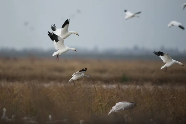 stock image Wild flock of white geese soaring above ground of wetland