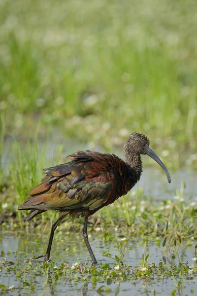 Dalgalı tüylerle bataklık sularında yüzen parlak bir Ibis kuşu..