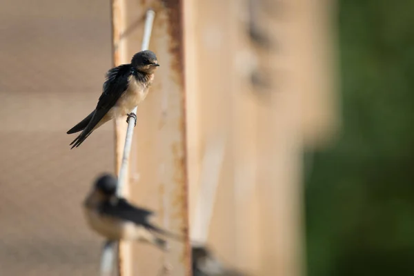 Μια Μικρή Ομάδα Πουλιών Του Μπαρν Καταπίνει Τραγούδια Σκαρφαλωμένα Ένα — Φωτογραφία Αρχείου