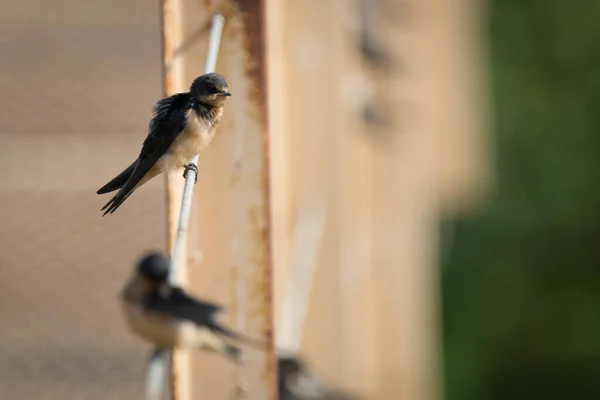 Kleine Gruppe Von Scheunenschwalben Singvögel Hocken Auf Einem Draht — Stockfoto