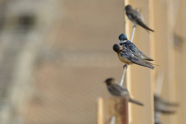 Petit Groupe Hirondelles Rustiques Chantant Des Oiseaux Perchés Sur Fil — Photo
