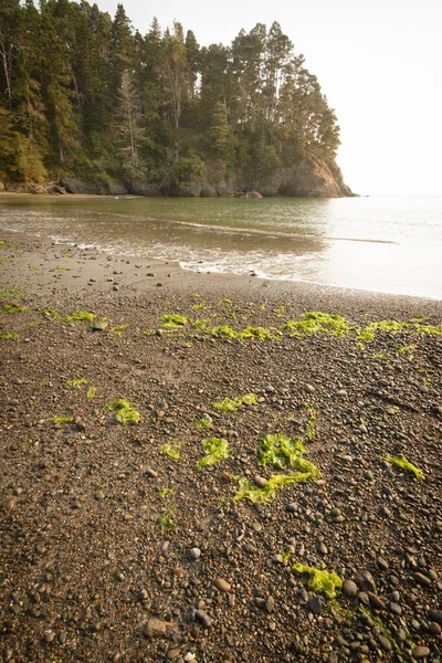 Vagues Océaniques Marée Basse Exposent Les Algues Les Cailloux Falaise — Photo