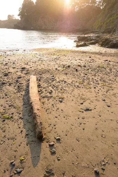 Шматок Дрейфу Деревини Піску Пляжу Низькому Припливі — стокове фото
