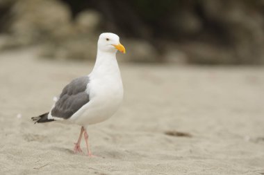 Kıyı şeridindeki kumlu sahilde yürüyen tek beyaz martı.