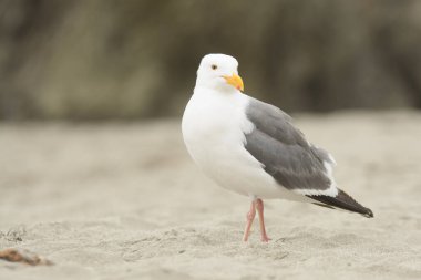 Beyaz tüyleri ve kumdaki gri kanatları olan güzel bir martı.