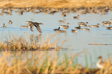 Yaban ördekleri güneş ışığında vahşi sulak gölette yaşar.