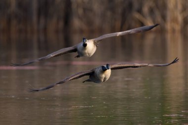 İki Kanada kazı su kanatları üzerinde uçuyor.