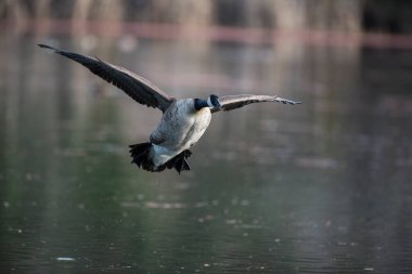 Güzel, bekar Kanada kazı göl suyunun üzerinde tek başına uçuyor.