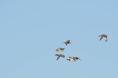Mavi gökyüzünde birlikte uçan vahşi kuş sürüsü görüntüsü