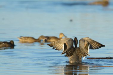 Kahverengi tüylü ördeğin kanat çırpışının ve mavi sularla amatörce uğraşmasının arka görüntüsü