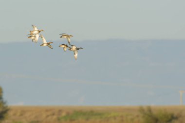 Sulak arazide süzülen küçük ördek sürüsünün yan görüntüsü