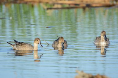 Uzak gölün sularında yüzen birkaç kahverengi dişi ördeğin görüntüsü