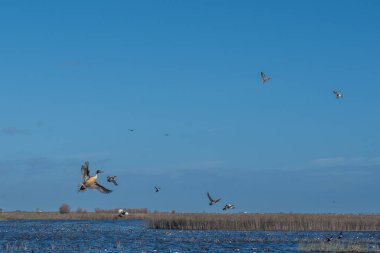 Sivri kuyruklu ördek sürüsü bataklıklardan kaçıyor.
