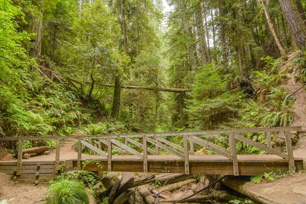 Γραφική Θέα Του Πράσινου Πλούσια Φυλλώματα Του Δάσους Ξύλινο Διάδρομο — Φωτογραφία Αρχείου