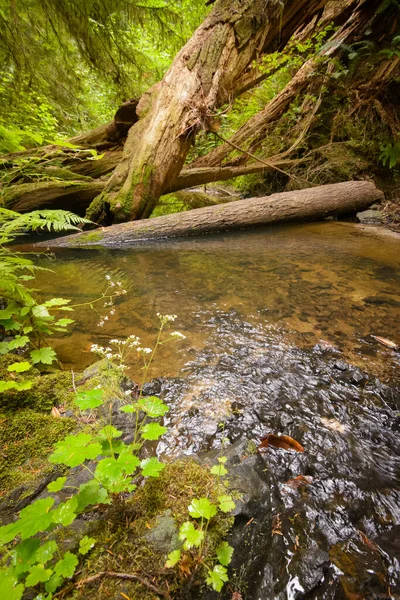 Горный Ручей Через Лес Упавших Деревьев — стоковое фото
