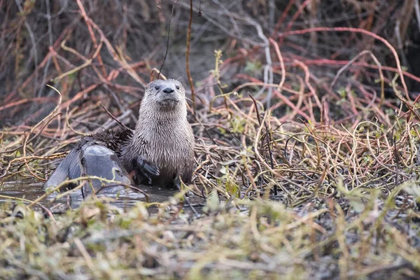 Uitzicht Enkele Wilde Natte Otter Droge Vegetatie Van Moeras — Stockfoto