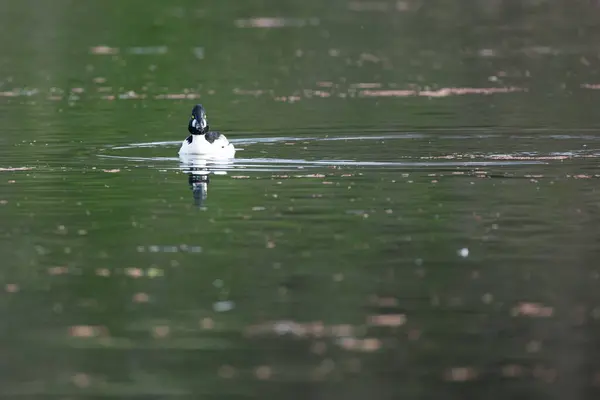 Vista Solo Pato Con Plumaje Blanco Negro Flotando Agua — Foto de Stock