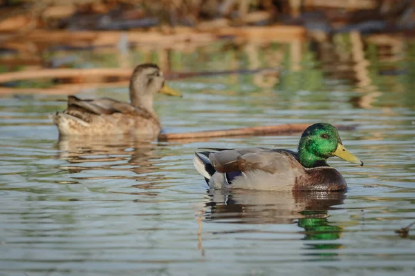 一只公鸭鸭和一只母鸭在水里游泳 — 图库照片