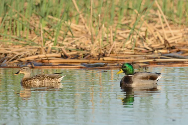 一只公鸭鸭和一只母鸭在水里游泳 — 图库照片