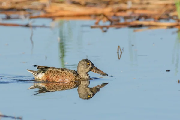 浅谈在蓝色湿地池塘中独来独往的独眼鸭的侧视图 — 图库照片