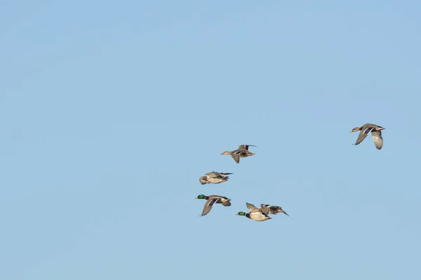 Vue Troupeau Oiseaux Sauvages Volant Ensemble Dans Ciel Bleu — Photo