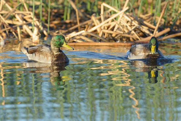 两只雄性野鸭幼鸭在湿地的水面上共游 — 图库照片