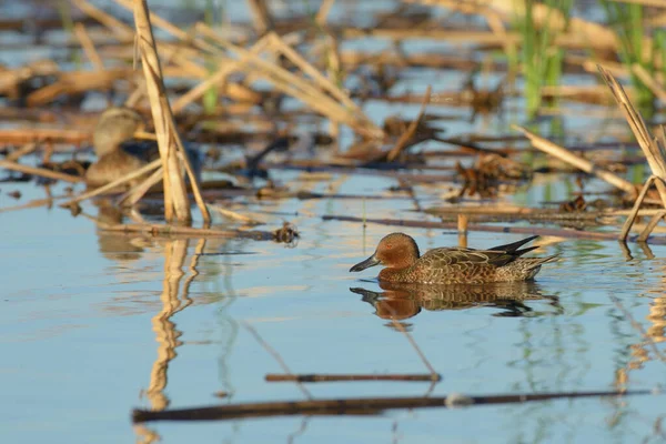 黄褐色羽毛的野鸭在湿地沼泽地中缓缓游动的景象 — 图库照片