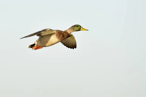 Zelená Jednohlavá Kachna Žlutým Zobákem Letící Modré Obloze Slunečního Svitu — Stock fotografie