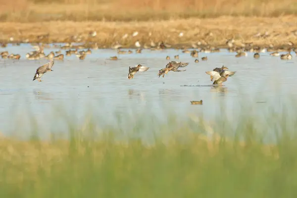 湿地池塘中的大群野鸭在水面上涉猎的景观 — 图库照片