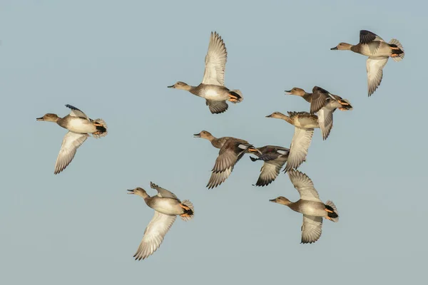 stock image Flock of gadwall ducks flying through te air.