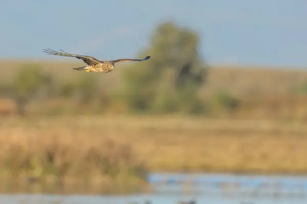 Blick Auf Schnell Fliegende Wiesenweihen Über Teichwasser Bei Der Jagd — Stockfoto