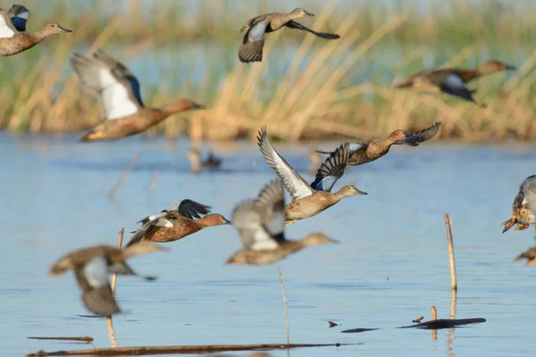 Gün ışığında kanatları üzerinde kanat çırpan bir sürü vahşi ördek görüyorum.