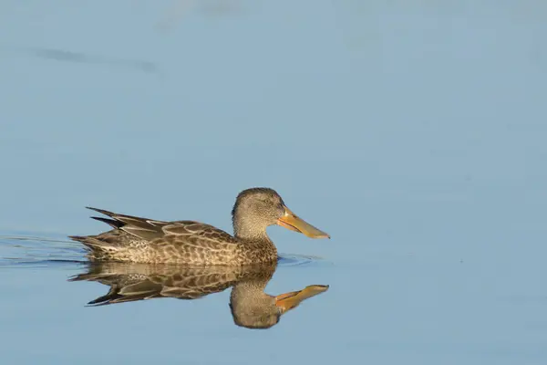 蓝色湖水中一只大喙鸭独自游动的侧视图 — 图库照片