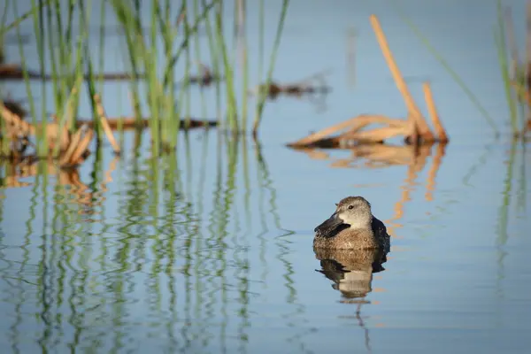 Blick Auf Eine Einzelne Braune Ente Die Ruhigen Wasser Eines — Stockfoto