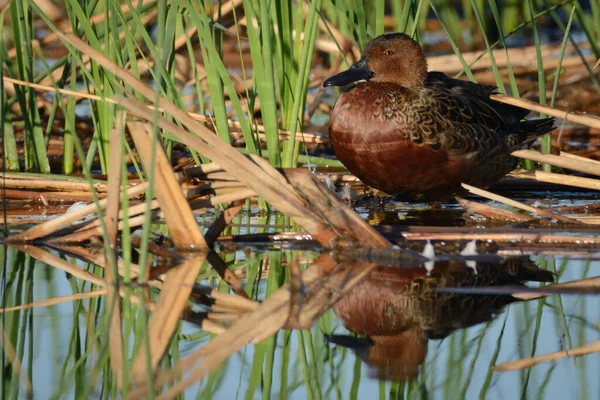 一只肉桂色的公鸭 停在当地野生动物湿地的芦苇上 — 图库照片