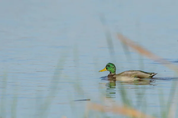 翠绿头鸭在宁静的水中独自游动的侧视图 — 图库照片