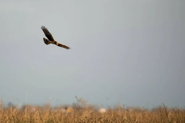 Halcón Harrier Del Norte Sobrevolando Los Humedales Cazando Presas — Foto de Stock