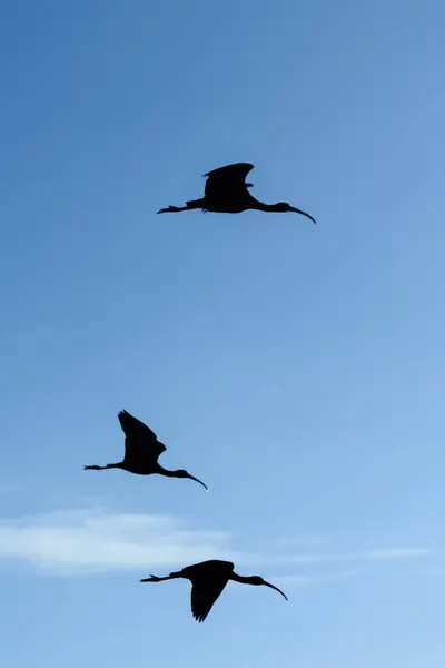 Glossy Ibis Flying Head — Stock Photo, Image