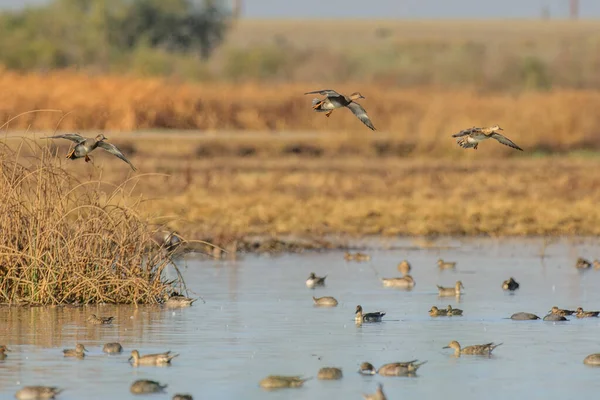 光天化日之下游动野鸭的湿地湖景 — 图库照片