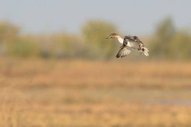 Uçan Pintail ördek kanatları inişe geçiyor.