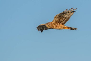 Mavi gökyüzünde uçan ve yukarıdan bakarken avlanan güzel vahşi tavuk taşıyıcısının görüntüsü