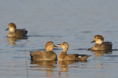 Erkek ve dişi gadwall ördekleri çiftleşme ritüeli sırasında ileri geri konuşuyorlar..
