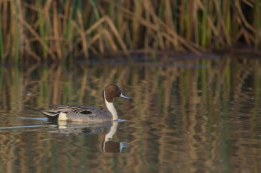 Güzel ördek, gölün berrak sularında tek başına yüzüyor.
