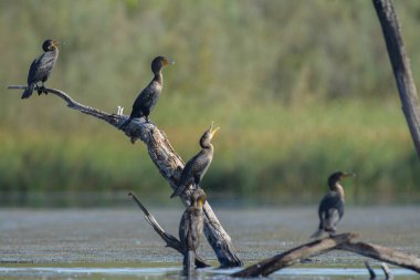 Gölün sularındaki ağaç dalında sıra sıra oturan siyah karabatak kuşlarının yan görüntüsü