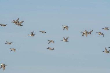 Mavi gökyüzünde uçan kahverengi ördek sürüsü.