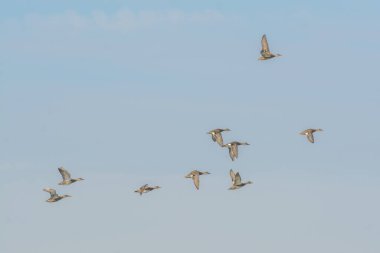 Mavi gökyüzünde uçan yaban ördekleri sürüsü 