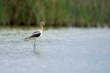Yeşil sazlıkların bulanık arka planında durgun ve sığ suda duran Stilt