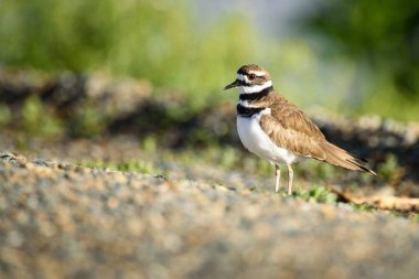 Killdeer kuşu çakıllı yolda duruyor.
