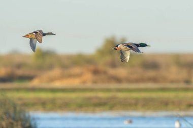 Güzel rengarenk yaban ördeği ve ördeğin sulak arazide birlikte uçuşu