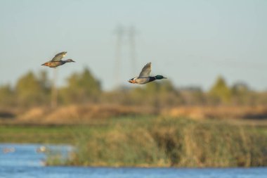 Güzel erkek ve dişi ördeklerin yer üstünde uçtukları anın yan görüntüsü.